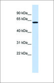 Anti-VEZF1 antibody produced in rabbit affinity isolated antibody