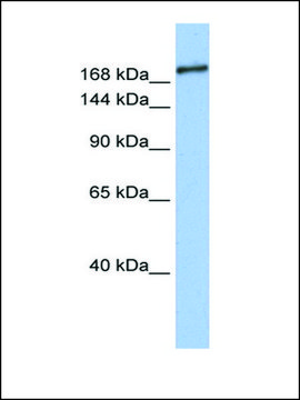 Anti-SIN3B (AB1) antibody produced in rabbit affinity isolated antibody