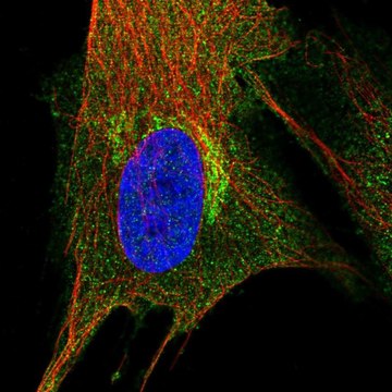 Anti-PIP4K2A antibody produced in rabbit Prestige Antibodies&#174; Powered by Atlas Antibodies, affinity isolated antibody