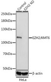 Anti- EZH2/KMT6 antibody produced in rabbit