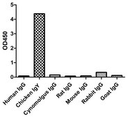 Goat Anti-Chicken IgY HRP Alpaca Heavy chain only Antibody recombinant Alpaca(VHH) Nano antibody