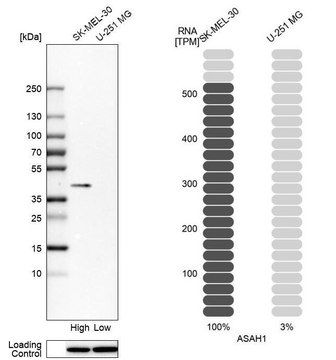 Anti-ASAH1 antibody produced in rabbit Prestige Antibodies&#174; Powered by Atlas Antibodies, affinity isolated antibody, buffered aqueous glycerol solution