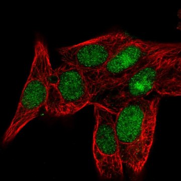 Anti-PPIL3 antibody produced in rabbit Prestige Antibodies&#174; Powered by Atlas Antibodies, affinity isolated antibody