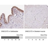 Anti-ONECUT2 antibody produced in rabbit Prestige Antibodies® Powered by Atlas Antibodies, affinity isolated antibody, buffered aqueous glycerol solution