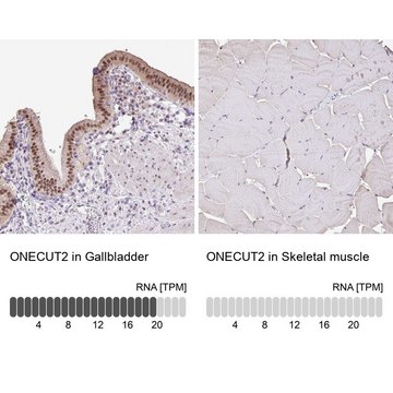 抗-ONECUT2 兔抗 Prestige Antibodies&#174; Powered by Atlas Antibodies, affinity isolated antibody, buffered aqueous glycerol solution