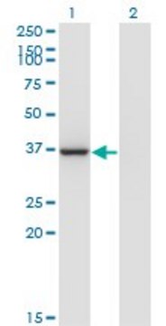 Monoclonal Anti-LZTFL1 antibody produced in mouse clone 1B1, purified immunoglobulin, buffered aqueous solution