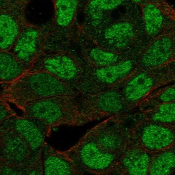 Anti-Maf1 Antibody Produced In Rabbit Prestige Antibodies&#174; Powered by Atlas Antibodies, affinity isolated antibody, buffered aqueous glycerol solution