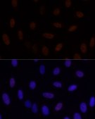 Anti-GLI2 antibody produced in rabbit