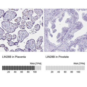 Anti-LIN28B antibody produced in rabbit Prestige Antibodies&#174; Powered by Atlas Antibodies, affinity isolated antibody, buffered aqueous glycerol solution