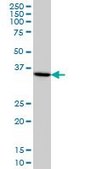 Monoclonal Anti-HMG20B antibody produced in mouse clone 1F6, purified immunoglobulin, buffered aqueous solution