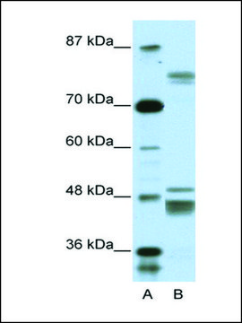 Anti-ZNF607 antibody produced in rabbit affinity isolated antibody