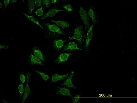 ANTI-HTRA2 antibody produced in mouse clone 6H8, purified immunoglobulin, buffered aqueous solution