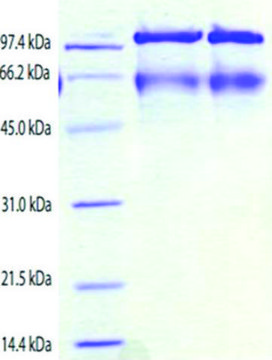 Kininogen,HMW from human plasma &#8805;95% (SDS-PAGE)