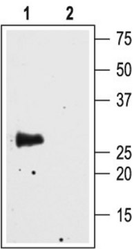 抗水通道蛋白4 兔抗 lyophilized powder, affinity isolated antibody