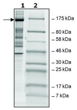 UTX human recombinant, expressed in baculovirus infected Sf9 cells, &#8805;40% (SDS-PAGE)