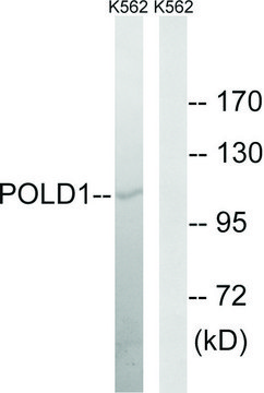 Anti-POLD1 antibody produced in rabbit affinity isolated antibody