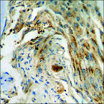 Anti-phospho-Chk1 (pSer345) antibody produced in rabbit affinity isolated antibody