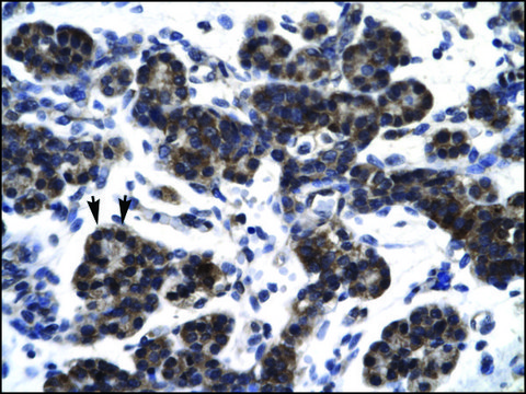 Anti-SMAD3 antibody produced in rabbit IgG fraction of antiserum