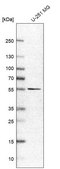 Anti-SLC7A11 antibody produced in rabbit Prestige Antibodies® Powered by Atlas Antibodies, affinity isolated antibody