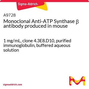 Monoclonal Anti-ATP Synthase &#946; antibody produced in mouse 1&#160;mg/mL, clone 4.3E8.D10, purified immunoglobulin, buffered aqueous solution