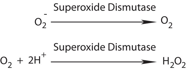 超氧化物歧化酶 来源于牛红细胞 BioUltra, lyophilized powder, &#8805;4,500&#160;units/mg protein, &#8805;97% (SDS-PAGE)