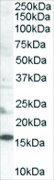 Anti-SH2D1A/SLAM Associated Protein antibody produced in goat affinity isolated antibody, buffered aqueous solution