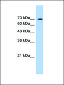 Anti-LAS1L affinity isolated antibody