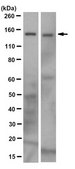Anti-TERT Antibody, clone 7D5.2 clone 7D5.2, from mouse