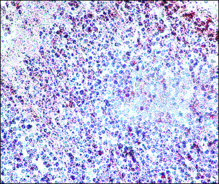 Anti-Histone Deacetylase 3 (HDAC3) antibody produced in rabbit IgG fraction of antiserum, buffered aqueous solution