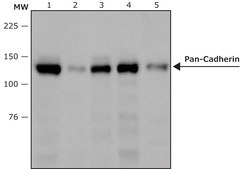Anti-Pan-Cadherin antibody, Mouse monoclonal clone CH-19, purified from hybridoma cell culture