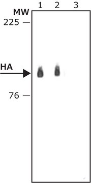 抗-HA&#8722;过氧化物酶抗体，小鼠单克隆 小鼠抗 clone HA-7, purified from hybridoma cell culture