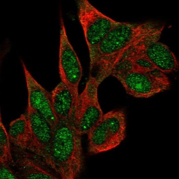 Anti-COIL antibody produced in rabbit Prestige Antibodies&#174; Powered by Atlas Antibodies, affinity isolated antibody