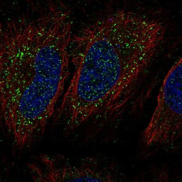 Anti-KIAA0319 antibody produced in rabbit Prestige Antibodies&#174; Powered by Atlas Antibodies, affinity isolated antibody