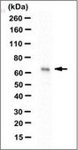 Anti-Fbxo7 Antibody