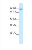 Anti-OTUD7B antibody produced in rabbit affinity isolated antibody