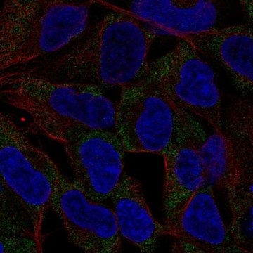 Anti-NLRP11 antibody produced in rabbit Prestige Antibodies&#174; Powered by Atlas Antibodies, affinity isolated antibody