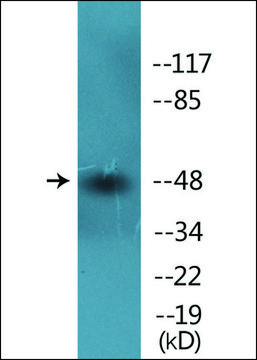 Anti-phospho-Smad3 (pSer425) antibody produced in rabbit affinity isolated antibody