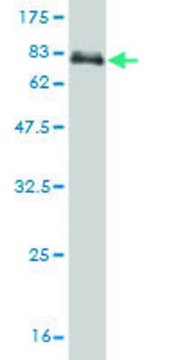 ANTI-PAX8 antibody produced in mouse clone 1C3, purified immunoglobulin, buffered aqueous solution