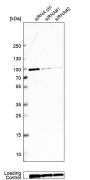 抗-GSPT1 兔抗 Prestige Antibodies&#174; Powered by Atlas Antibodies, affinity isolated antibody, buffered aqueous glycerol solution