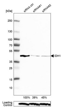 Anti-IDH1 antibody produced in rabbit Prestige Antibodies&#174; Powered by Atlas Antibodies, affinity isolated antibody, buffered aqueous glycerol solution