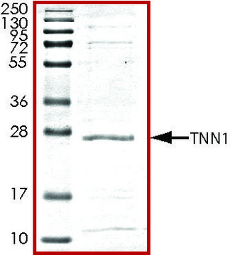 Troponin1, His tagged human recombinant, expressed in E. coli, &#8805;70% (SDS-PAGE), buffered aqueous glycerol solution