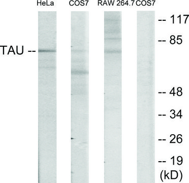 Anti-TAU antibody produced in rabbit affinity isolated antibody