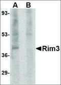 Anti-Rim3 antibody produced in rabbit affinity isolated antibody, buffered aqueous solution