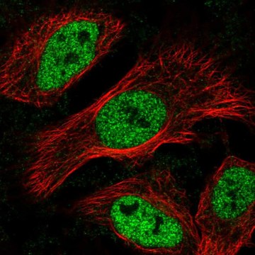 Anti-MNT antibody produced in rabbit Prestige Antibodies&#174; Powered by Atlas Antibodies, affinity isolated antibody