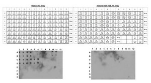 Anti-Histone H3 Antibody, (Unmodified Lys4), clone CMA301, Trial Size clone CMA301, from mouse, purified by affinity chromatography