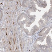 Anti-BHLHE40 antibody produced in rabbit Prestige Antibodies® Powered by Atlas Antibodies, affinity isolated antibody, buffered aqueous glycerol solution