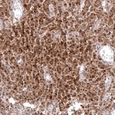Anti-CALB2 antibody produced in mouse Prestige Antibodies® Powered by Atlas Antibodies, clone CL12836, purified by using Protein A, buffered aqueous glycerol solution