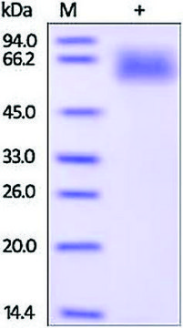 SERPIN A3 human recombinant, expressed in HEK 293 cells, &#8805;95% (SDS-PAGE)