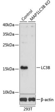 Anti-LC3B antibody produced in rabbit