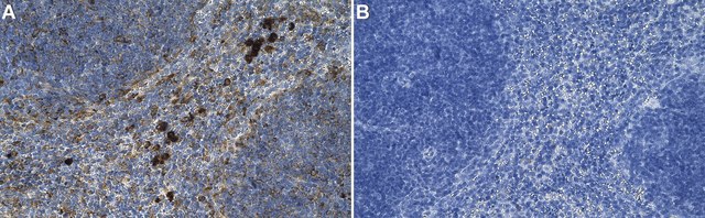 Anti-CD16/FcRIII Antibody, clone 1N11 ZooMAb&#174; Rabbit Monoclonal recombinant, expressed in HEK 293 cells